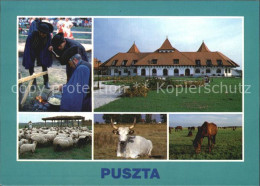 72517547 Ungarn Puszta Schafherde Pferde Ungarn - Hungary