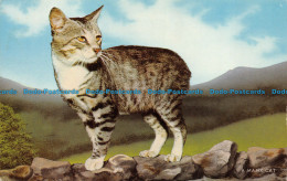 R068755 A Manx Cat. Salmon. 1976 - Monde