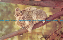 R068267 Koala And Baby - Monde