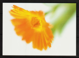 Ringelblume  (1040) - Flowers