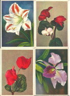 4 Alte Blumenkarten    (4) - Flowers