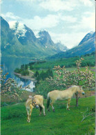 Opstryn, Ruten Videseter - Stryn - Chevaux - Horses - Noruega