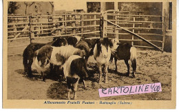 Campania-battipaglia Allevamento Fratelli Pastori Veduta Pony Nel Recinto (f.piccolo) - Battipaglia