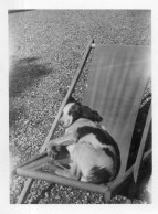Photo Vintage Paris Snap Shop - Chien Dog Drôle Funny - Altri & Non Classificati