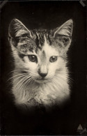 CPA Junge Katze, Tierportrait - Autres & Non Classés