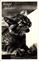 CPA Glückwunsch, Junge Katze, Tierportrait - Other & Unclassified
