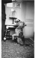 Photographie Vintage Photo Snapshot Chien Dog Dressage - Otros & Sin Clasificación