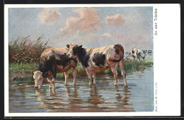 AK Rinder Beim Tränken An Einem Fluss  - Vacas
