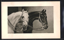 AK Zwei Pferde Mit Zaumzeug  - Horses