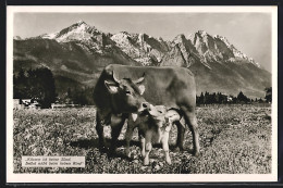 AK Kuh Und Kalb Auf Der Weide  - Mucche
