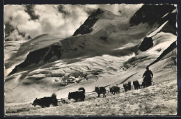AK Jungfraujoch, Hundeschlitten Mit Polarhunden, Gletscherhorn  - Chiens