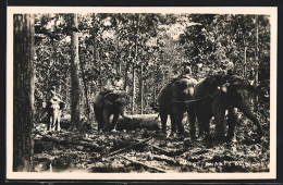 AK Elefanten Bei Der Arbeit In Einem Wald  - Elefantes