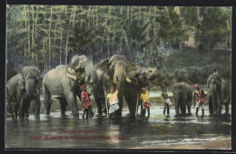 AK Kandy / Ceylon, Tempel-Elefanten Am Katugastota Fluss  - Olifanten