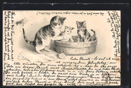 Präge-Lithographie Katzenmutter Mit Kätzchen Im Waschzuber  - Chats
