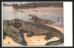 AK Krokodile An Einem Fluss  - Autres & Non Classés