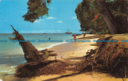 R068571 Beach Scene. St. James Coast. Barbados. West Indies. 1971 - Monde