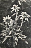 Postcard Switzerland Edelweiss Flower - Other & Unclassified