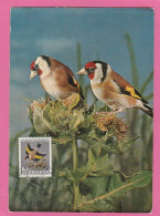 Suisse - Carte Maximum 1969 - Chardonnerets - Sperlingsvögel & Singvögel