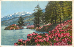 Postcard Switzerland Flowers Rhododendron Ferrugineum - Other & Unclassified