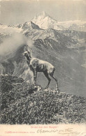 Postcard Switzerland Bergen Mountains Goat - Other & Unclassified