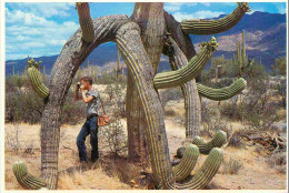 Fleurs - Plantes - Cactus - Saguaro Cactus - Etats Unis - United States - USA - CPM - Voir Scans Recto-Verso - Cactussen