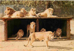 Animaux - Fauves - Lion - Réserve Africaine Du Château De Thoiry En Yvelines - Zoo - CPM - Carte Neuve - Voir Scans Rect - Leones