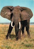 Animaux - Eléphants - Faune Africaine - CPM - Voir Scans Recto-Verso - Elefanten