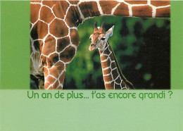 Animaux - Girafes - Carte Anniversaire - Carte Humoristique - Girafon - Carte Neuve - CPM - Voir Scans Recto-Verso - Giraffes