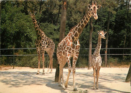 Animaux - Girafes - Zoo De La Palmyre - Girafes Et Leur Bébé Né Au Zoo - Girafon - Carte Neuve - CPM - Voir Scans Recto- - Girafes