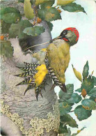 Animaux - Oiseaux - Pivert - Dessin - CPM - Voir Scans Recto-Verso - Birds