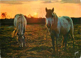 Animaux - Chevaux - Coucher De Soleil En Camargue - CPM - Voir Scans Recto-Verso - Horses
