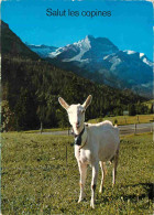 Animaux - Chèvres - Suisse - Sur L'Alpe - Auf Der Alp - CPM - Voir Scans Recto-Verso - Autres & Non Classés