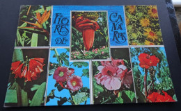 Flores De Canarias - Ediciones Gasteiz - Autres & Non Classés