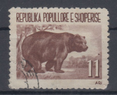 Albania Fauna-bear Mi#629 1961 USED - Albanie