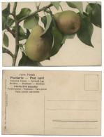 CP - POIRES - Martin Rommel & Co Hofkunstanstalt, Stuttgart - Année 1906 - AU - Fleurs