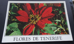 Flores DeTenerife - Ediciones Gasteiz - Tenerife