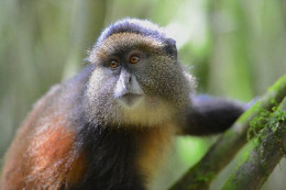 Rwanda - Volcanoes National Park - Singe Doré - Golden Monkey - Parc Des Volcans - Zoo - CPM - Carte Neuve - Voir Scans  - Ruanda