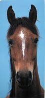 Format Spécial - 230 X 110 Mms - Animaux - Chevaux - Portrait - Tête De Cheval - Photo Vincent Meunier - Frais Spécifiqu - Horses