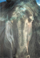Format Spécial - 160 X 110 Mms - Animaux - Chevaux - Robert Vavra - Horses Of The Sun - Art Peinture - Carte Neuve - Fra - Caballos