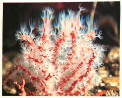 Animaux - Poissons - Aquarium De La Rochelle - 2 - Corallium Rubrum (Méditerranée) - Carte Neuve - CPM - Voir Scans Rect - Pesci E Crostacei