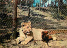 Animaux - Fauves - Lion - Zoo De La Palmyre - Le Lion Et Le Teckel - CPM - Voir Scans Recto-Verso - Löwen