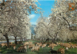 Animaux - Moutons - Espagne - Mallorca - Invierno En Mallorca, Flor De Almendro - Hiver Dans Majorque. Fleur D'Amandier  - Autres & Non Classés