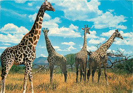 Animaux - Girafes - Wildlife - East Africa - Voir Timbre Du Kenya - Etat Léger Pli Visible - CPM - Voir Scans Recto-Vers - Girafes