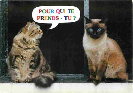Animaux - Chats - Carte Humoristique - Carte Neuve - CPM - Voir Scans Recto-Verso - Cats