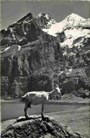 Animaux - Chèvres - Suisse - Sur L'Alpe - Auf Der Alp - Carte Dentelée - CPSM Format CPA - Voir Scans Recto-Verso - Autres & Non Classés