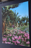 Islas Canarias - Flores Y Plataneras - Distribuciones Garcia Y Correa, Ed. Arribas, Zaragoza - Sonstige & Ohne Zuordnung