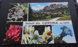 Saluti Da Cortina M. 1224 - Foto-Edizione "Giuseppe Ghedina, Cortina - Belluno