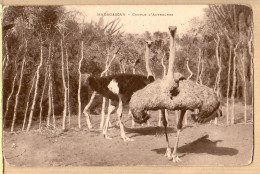 30729 / Madagascar Couple AUTRUCHES Ostrich Strauß Struisvogel Avestruz Madagaskar 1920s - Madagascar
