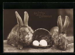 AK Zwei Osterhasen Nebst Ihren Eiern  - Easter