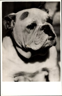 CPA Portrait Einer Bulldogge, Hundestudie, Gesicht - Andere & Zonder Classificatie
